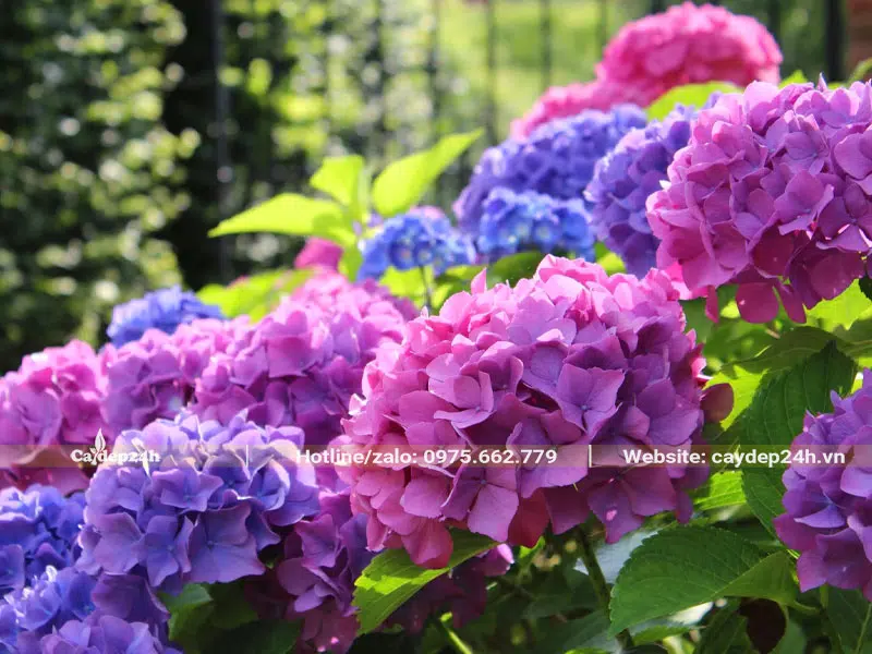 Hoa Cẩm Tú Cầu nở có màu hồng xanh và xanh tím