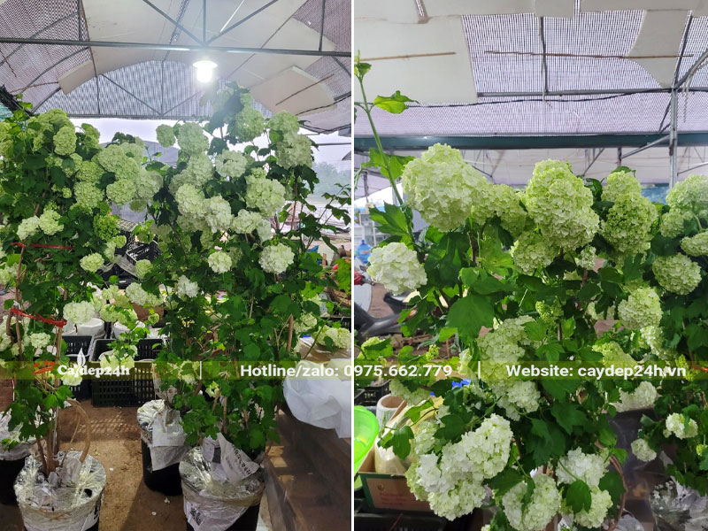 Cây hoa Cẩm Tú Cầu thân gỗ cao 2m