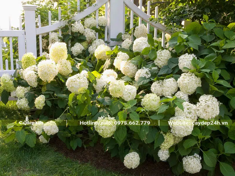 Hàng cây hoa Cẩm Tú Cầu trắng siêu đẹp