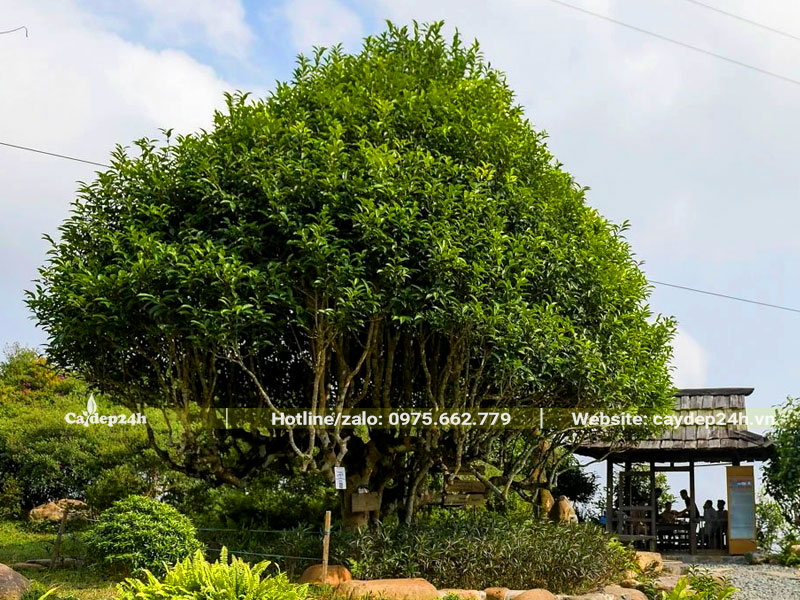 Cây Chè San Tuyết cổ thụ