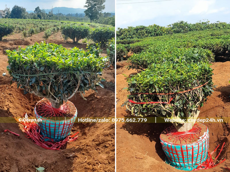 Cây Chè Xanh đánh thẳng đã tỉa gọn càn tán