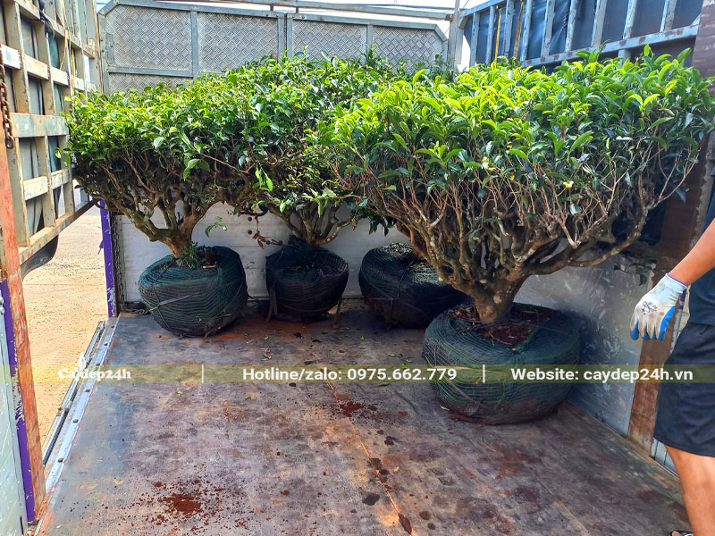 Bốc và xếp những cây chè xanh lâu năm cao 80 - 90cm lên thùng xe tải