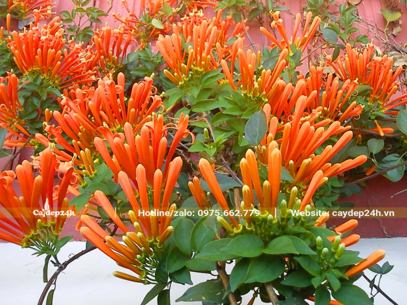 Những chùm hoa Rạng Đông bắt đầu bung nở