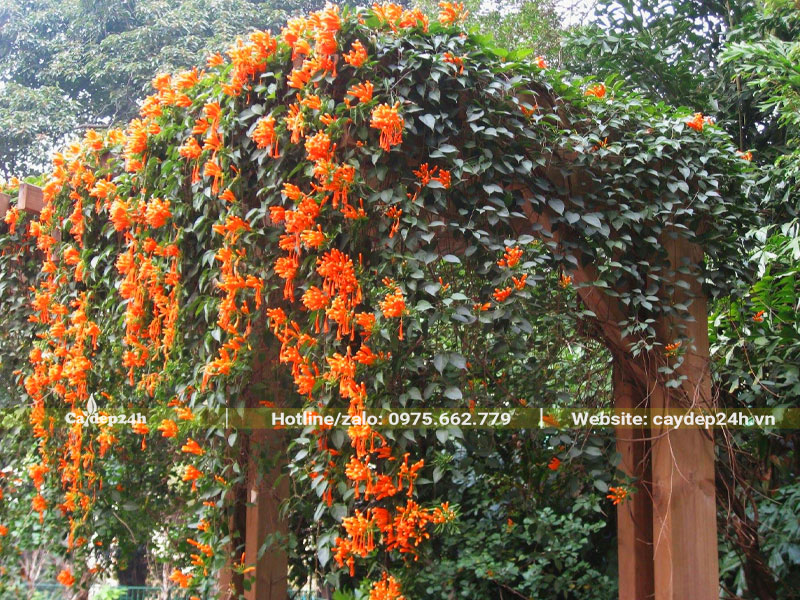 Cây Chùm Ớt trồng giàn gỗ để che mát