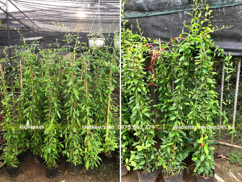 Hàng dưỡng tại vườn leo cao hơn 1m