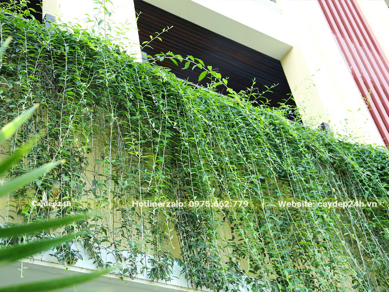 Giàn cây dây leo trồng trước hiên nhà đẹp và xanh tươi