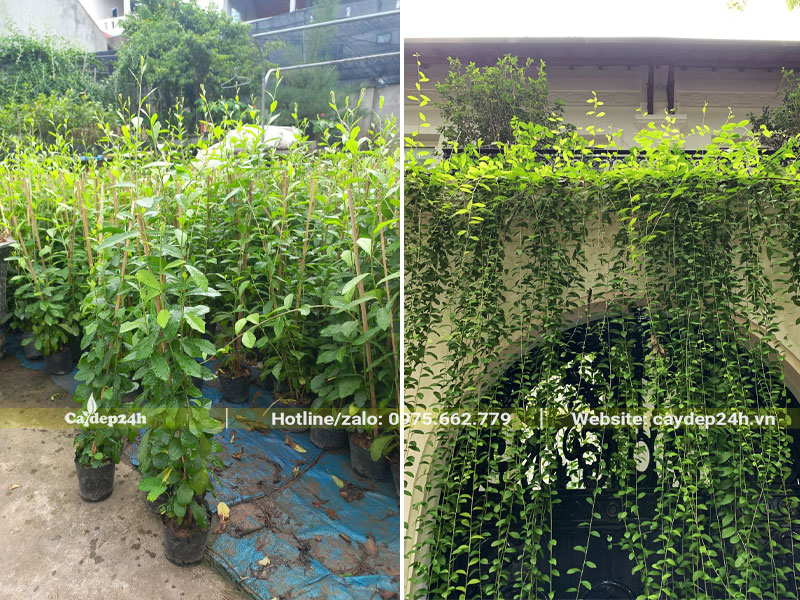 Trồng cây Cúc Tần Ấn Độ trước cổng nhà