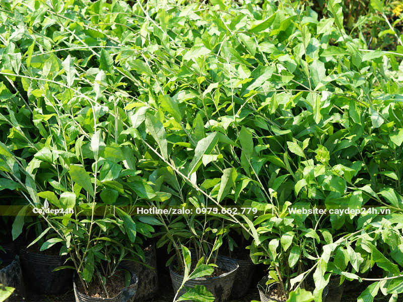 Mua cây giống Cúc Tần Ấn Độ chiều dài khoảng 60 - 80cm