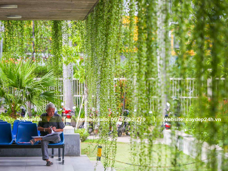 Cúc Tần Ấn Độ trồng lấy bóng mát cho khu chờ của bệnh viện