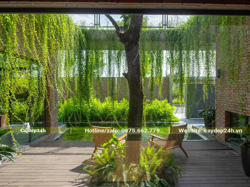 Khoảng sân xanh tươi với giàn cây cúc tần ấn độ đẹp