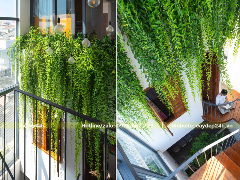 Trồng cây cúc tần ấn độ ở giếng trời nhà phố