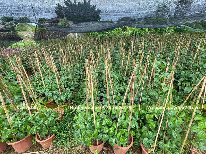 Cây giống tươi tốt, chiều cao khoảng 40 - 50cm