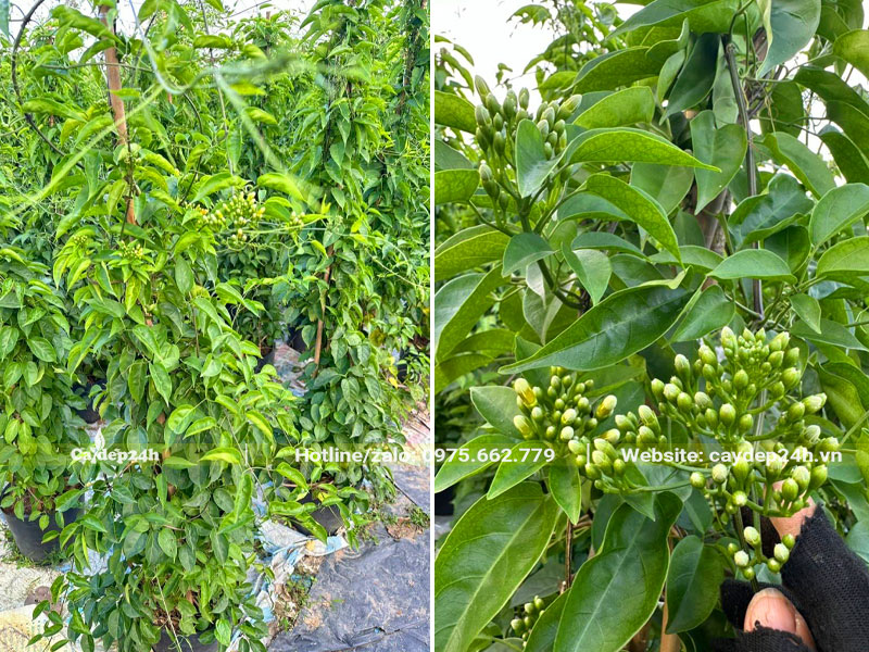 Những cây hoa Chùm Ớt sẵn nụ chiều cao gần 2m