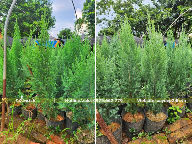 Vườn cây Hoàng Đàn giống cao 50cm