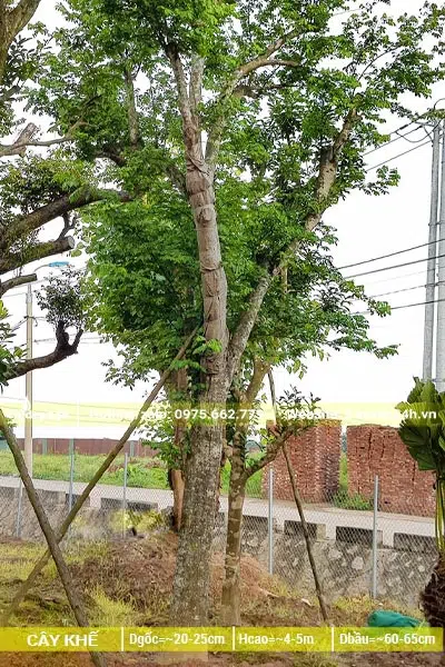 Dưỡng ủ cây Khế đường kính gốc trên 20cm tại vườn