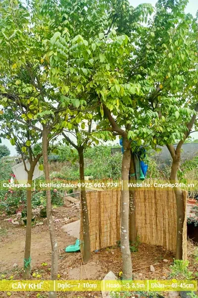 Cây Khế dâm ủ cao 3m
