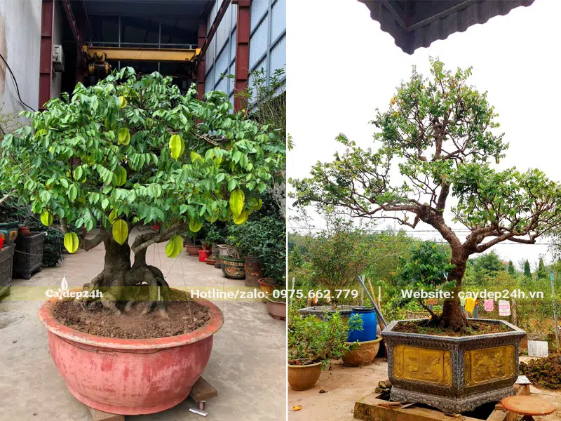 Những chậu Khế kiểng tạo dáng bonsai đẹp
