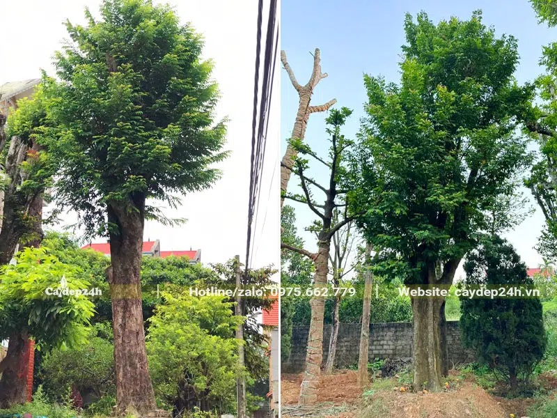 Hai cây Khế đại thụ vanh gốc 100 - 130