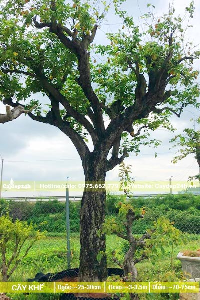 Dâm ủ trong bầu nổi cây Khế cổ thụ cao 3m