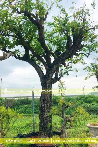 Dâm ủ trong bầu nổi cây Khế cổ thụ cao 3m