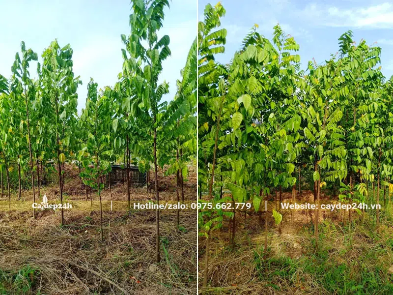 Hàng trăm cây Khế giống cao hơn 2m, chưa vỡ tán