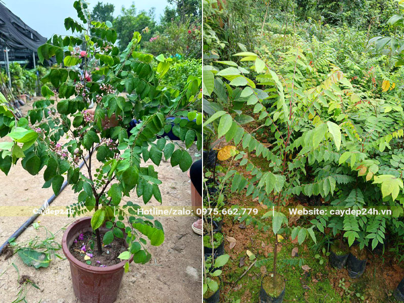 Cây giống Khế chua cao 50cm