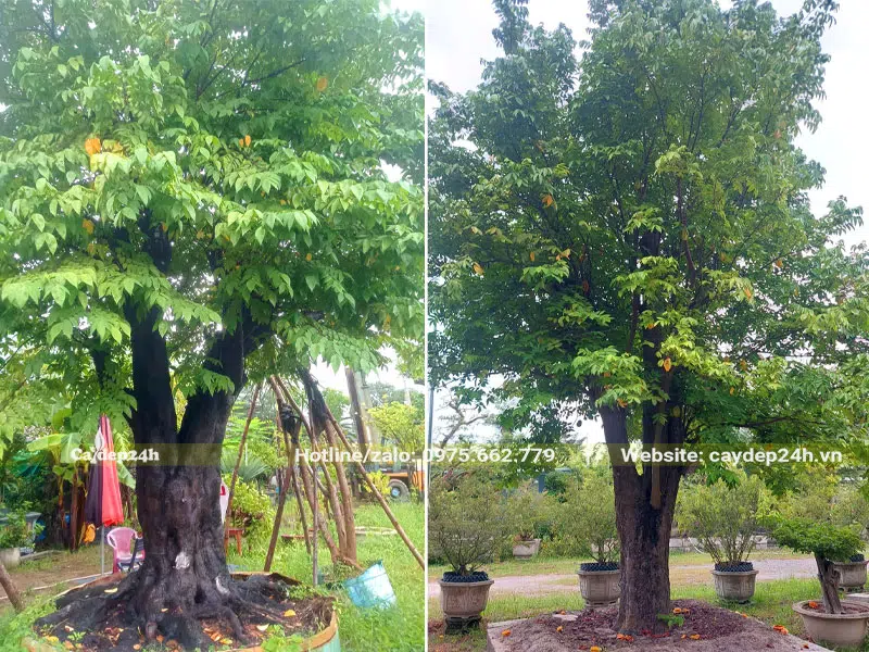 Những cây Khế cổ thụ trồng trong sân vườn đường kính gốc 30 - 50cm