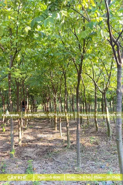 Vườn Khế chua đường kính gốc 5 - 8cm