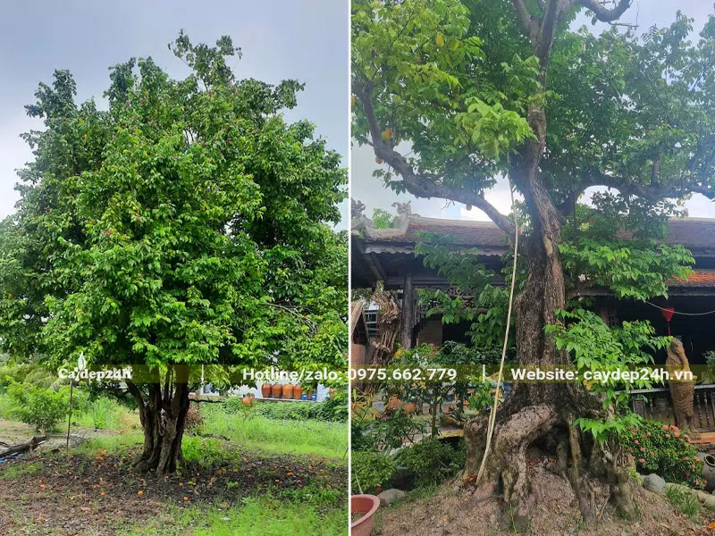 Những cây Khế to trồng trước sân vườn để lấy bóng mát