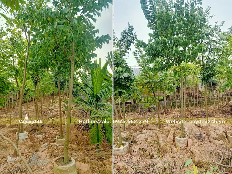 Những cây Khế đường kính gốc 5 - 8cm dâm ủ tại vườn