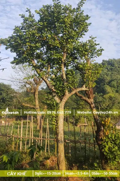 Dâm ủ cây Khế công trình đường kính gốc 15cm