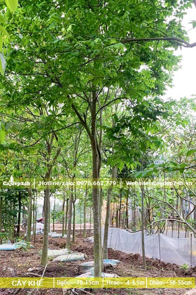 Cây Khế công trình cao 4 - 5m, đường kính gốc 25cm trở lên
