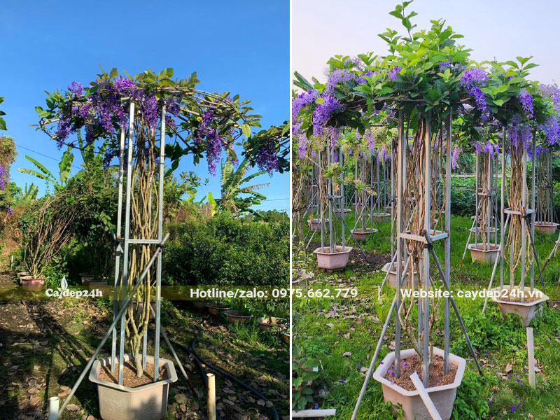 Sử dụng khung thép để cố định và tạo dáng cho cây Mai Xanh