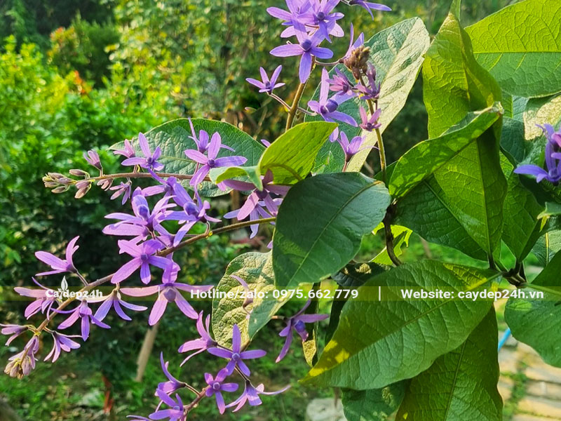 Dùng các bộ phận của cây để làm thuốc