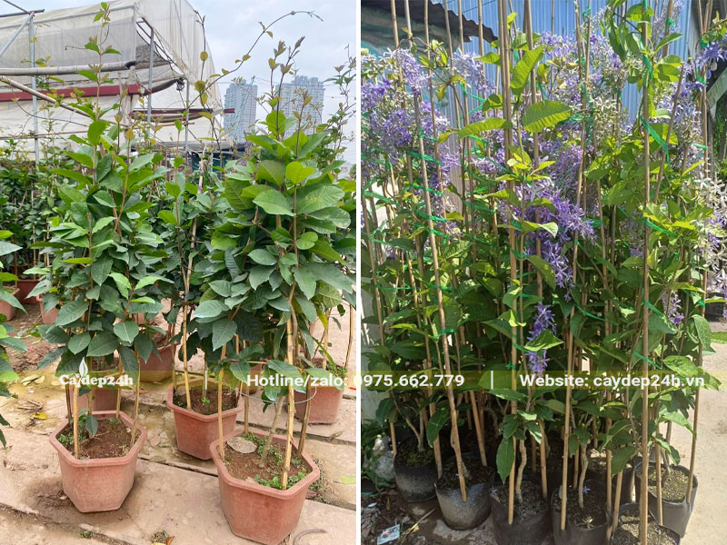 Cây Mai Xanh cao hơn 1m