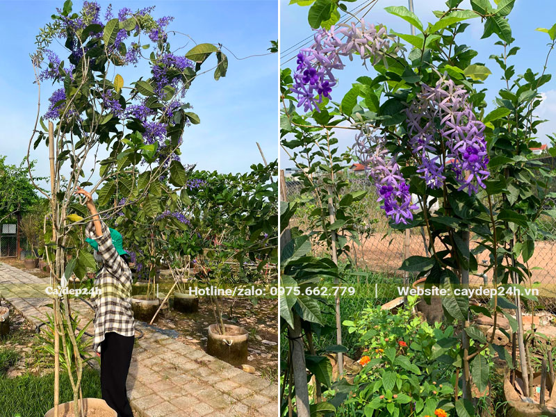 Bứng cây Mai Xanh dưỡng ủ tại nhà vườn