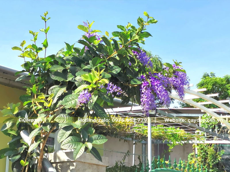 Trồng và làm giàn cho cây Mai Xanh