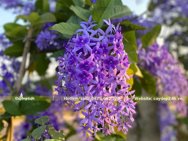 Chùm hoa Mai anh đẹp và thu hút