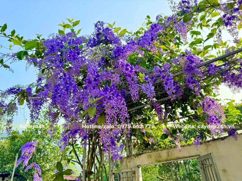 Cây Bông Xanh trồng leo giàn tạo bóng mát cho sân vườn