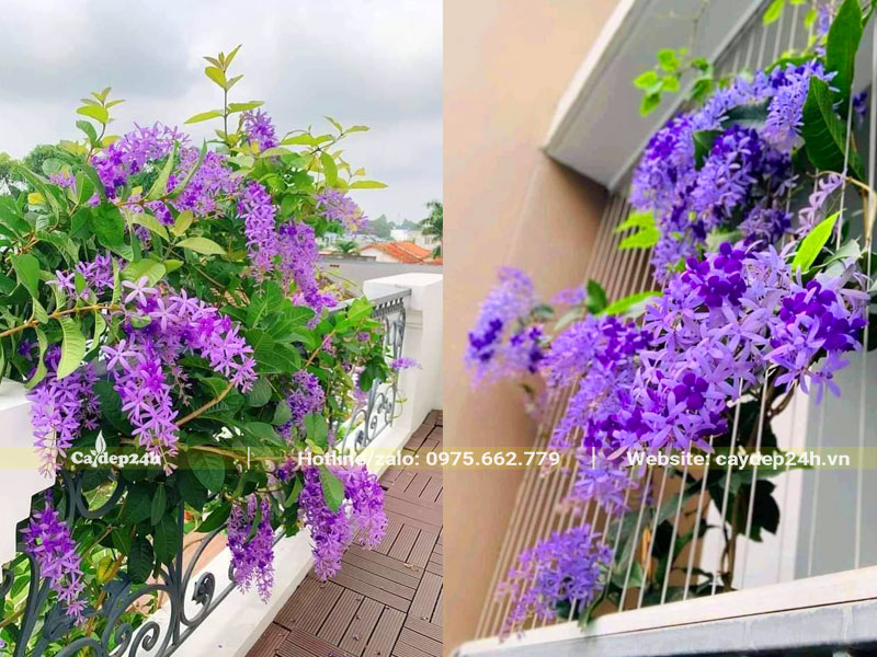 Cây hoa Mai Xanh trồng sân thượng và ban công