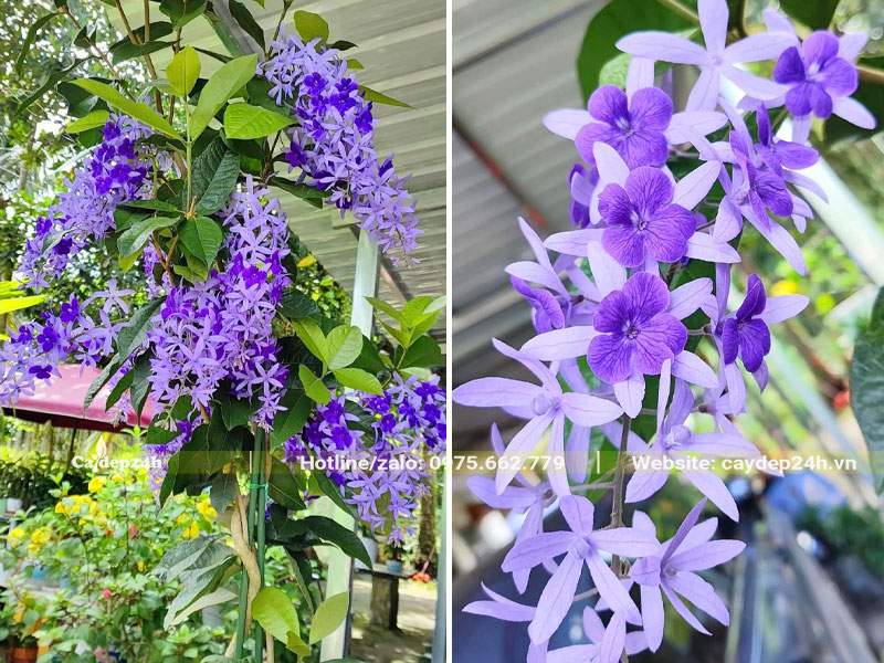 Từng chùm hoa Mai Xanh nở đẹp