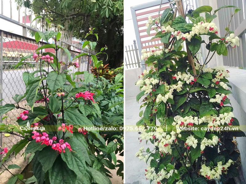 Trồng cây Ngọc Nữ leo hàng rào
