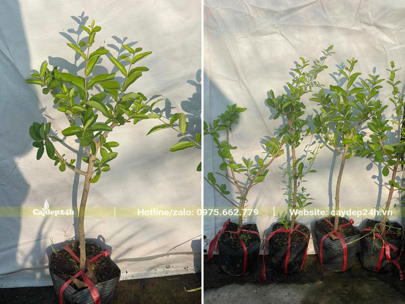 Cây giống sơ ri chiết cành