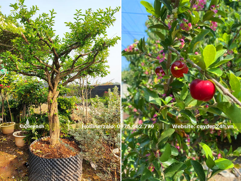 Trồng cây sơ ri vuông đường kính gốc 12cm trong bầu đất