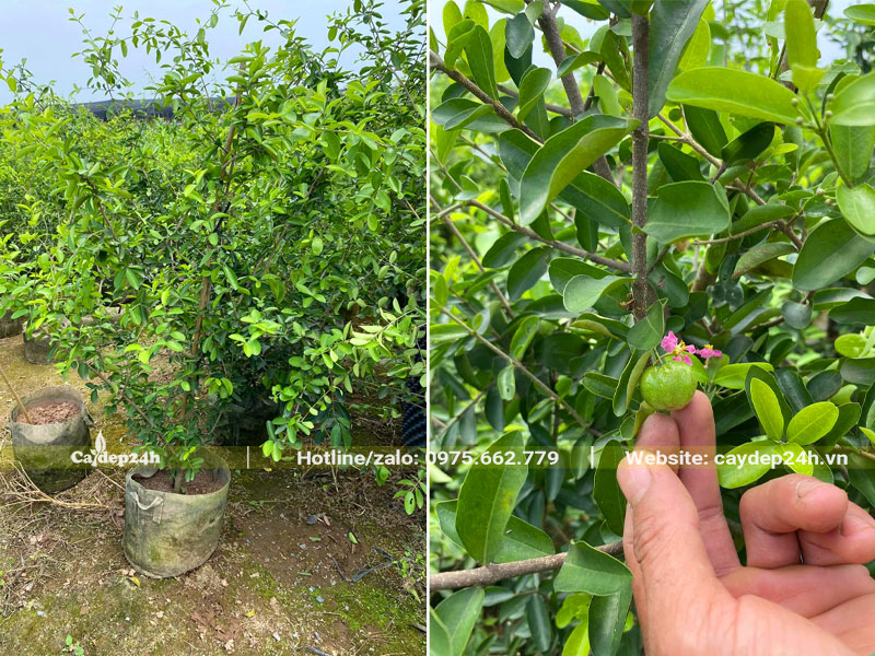 Những cây sơ ri trưởng thành chiều cao gần 1m, nguyên bầu