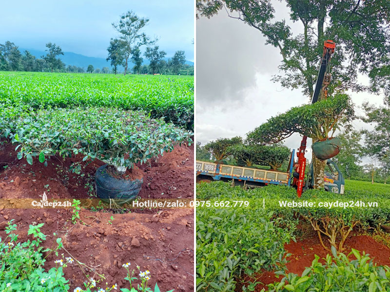 Bứng, bó bầu và cẩu cây chè xanh lên xe