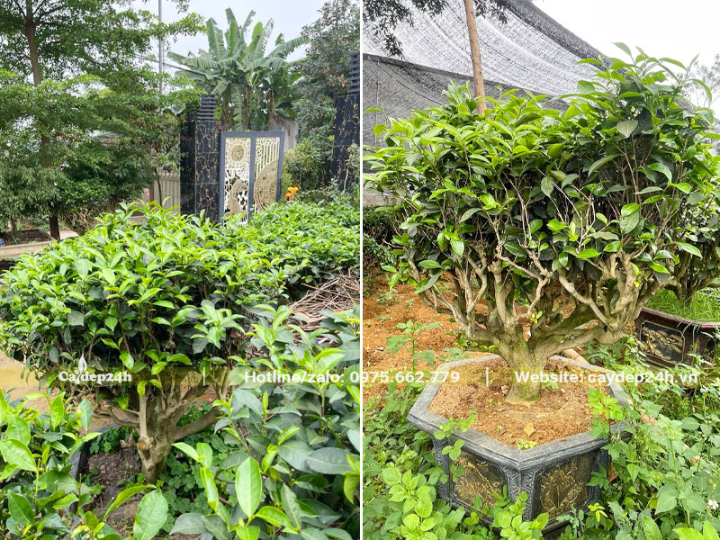Chậu cây Chè Xanh được tỉa gọn gàng