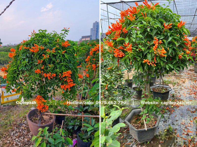 Chùm Ớt trồng chậu cảnh đẹp