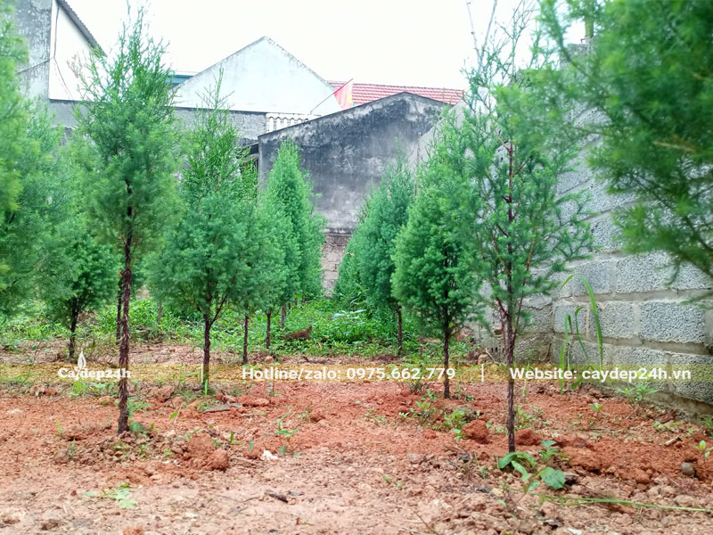 Xới gốc cho vườn cây Hoàng Đàn giống cao hơn 1m