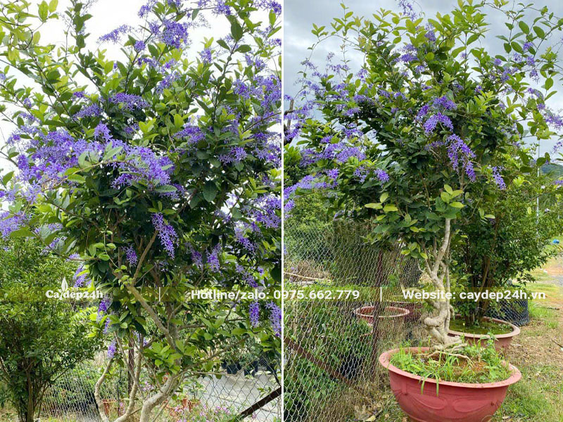 Mai Xanh trồng chậu cao hơn 2m